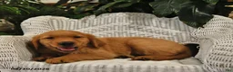 Golden Retriever dogs for sale: Bob - Ad 4