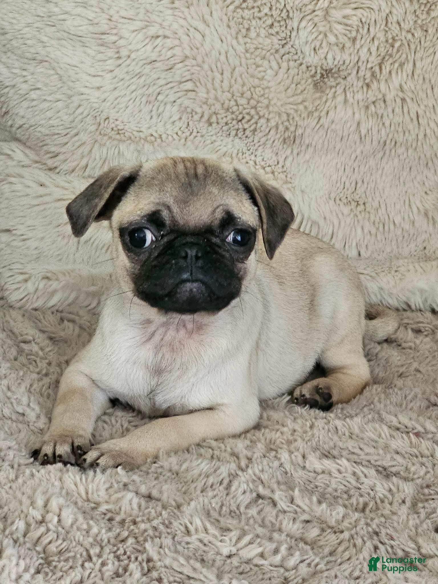 Pug dogs Lacey - Ad 39