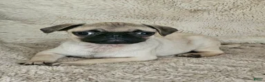 Lacey