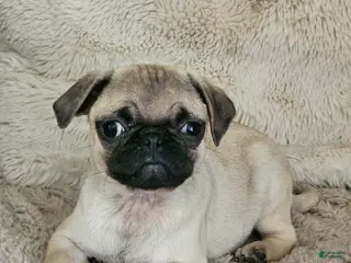 Pug dogs for sale: Lacey - Ad 1