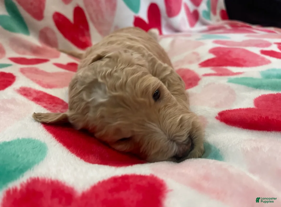 Double Doodle dogs for sale: Prim - Ad 1