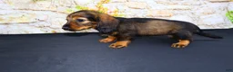 Miniature Dachshund dogs for sale: Wendy - Ad 14