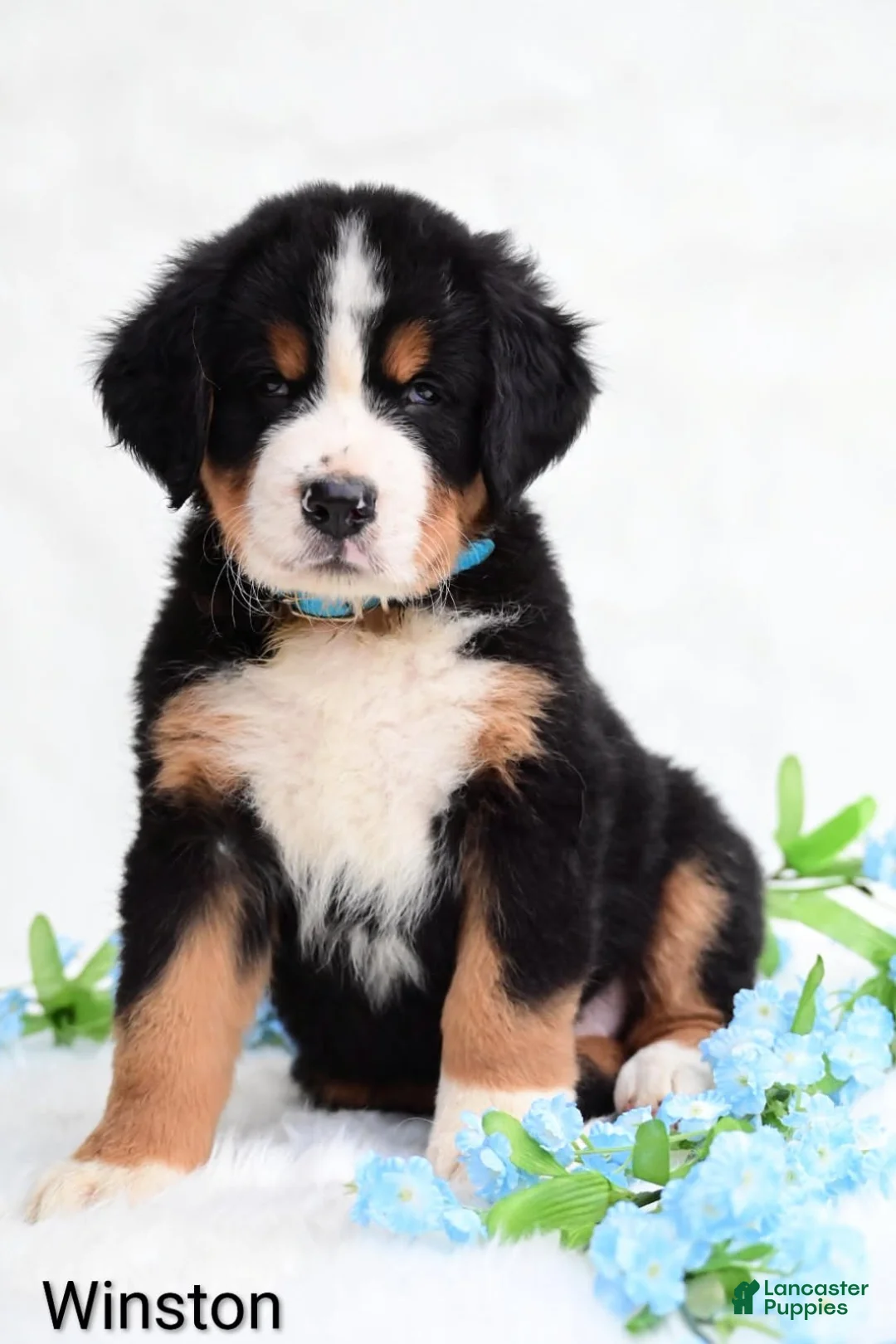 Bernese Mountain Dog dogs for sale: Winston  - Ad 2