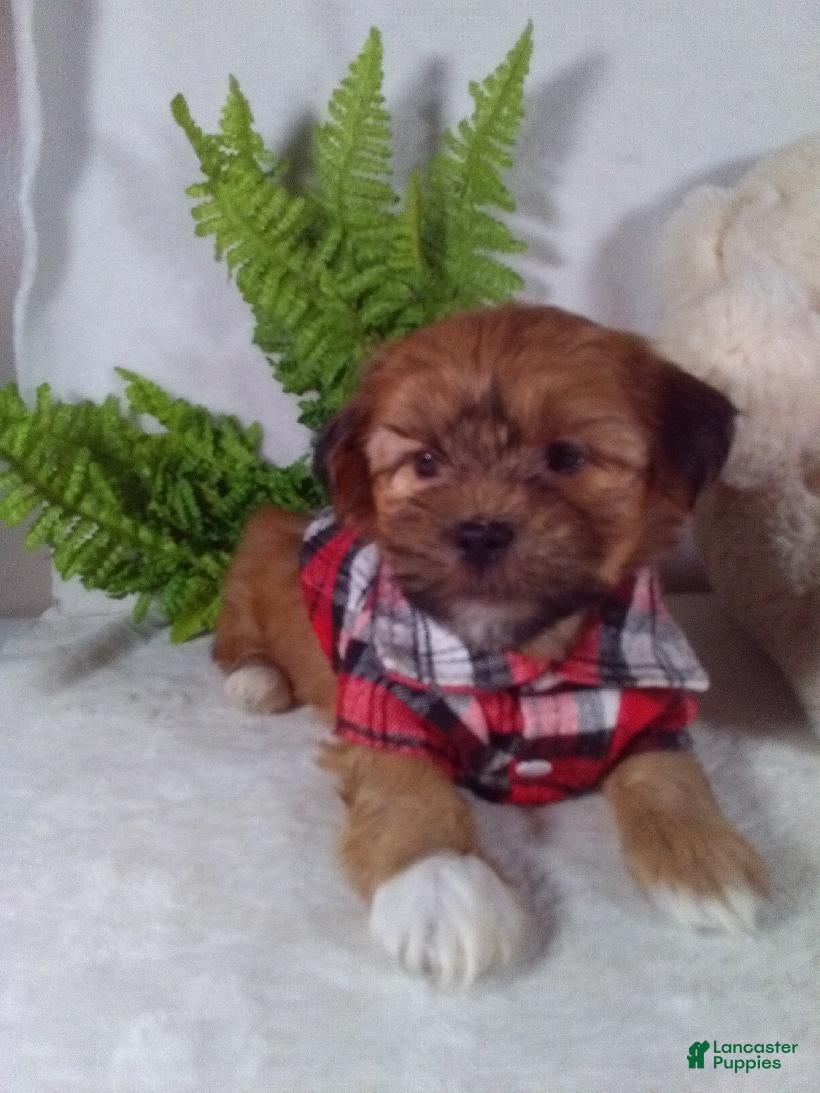Shorkie dogs Pluto - Ad 2