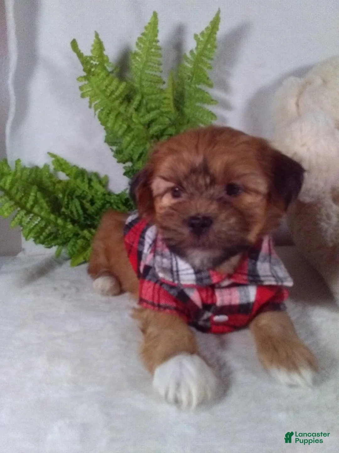 Shorkie dogs for sale: Pluto - Ad 2
