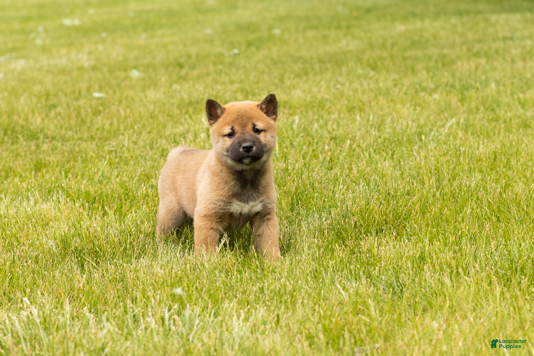 Shiba Inu dogs Jake - Ad 40