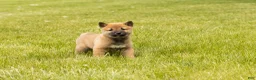 Shiba Inu dogs for sale: Jake - Ad 1