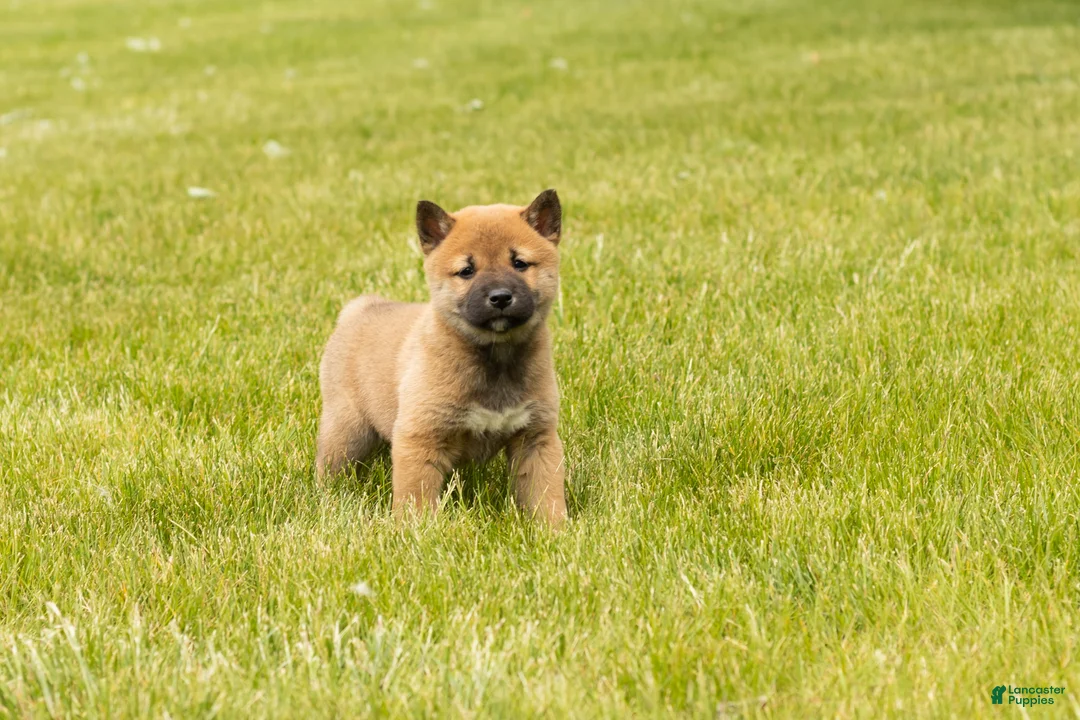 Shiba Inu dogs for sale: Jake - Ad 1