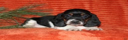 Basset Hound dogs for sale: Sophie - Ad 2
