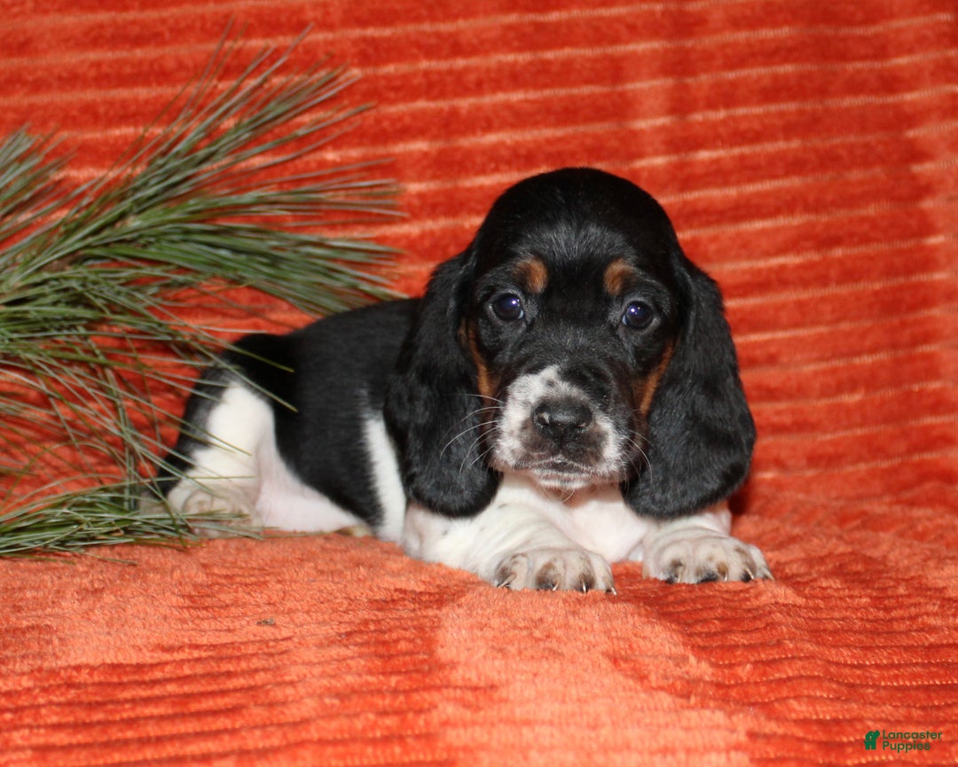 Basset Hound dogs for sale: Sophie - Ad 2