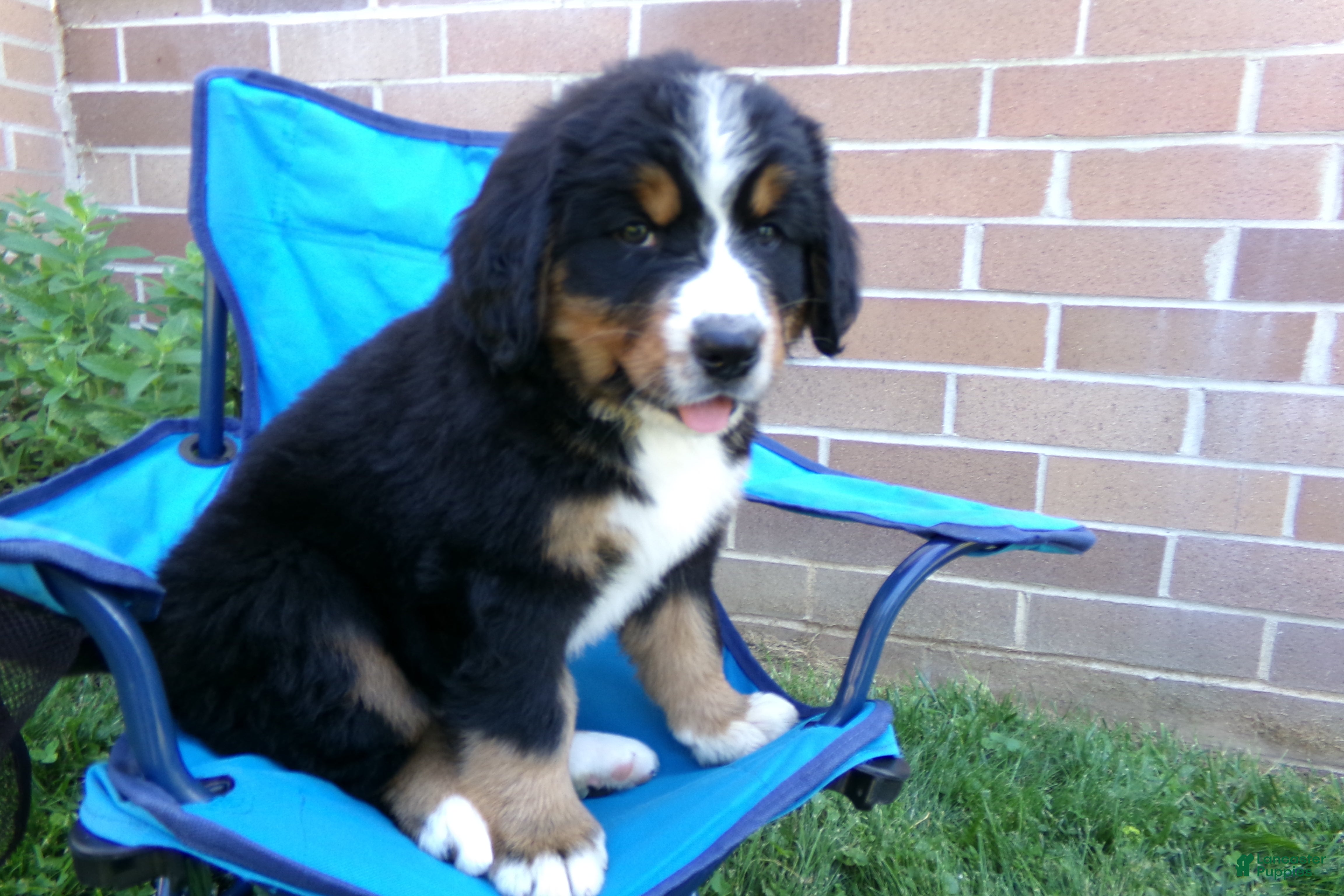 Bernese Mountain Dog dogs Trinity - Ad 2