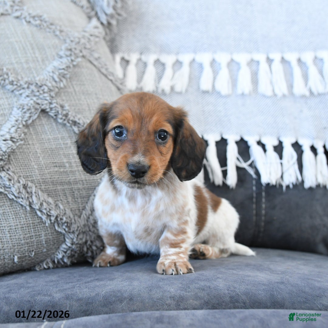 Miniature Dachshund dogs for sale: Lila  - Ad 4