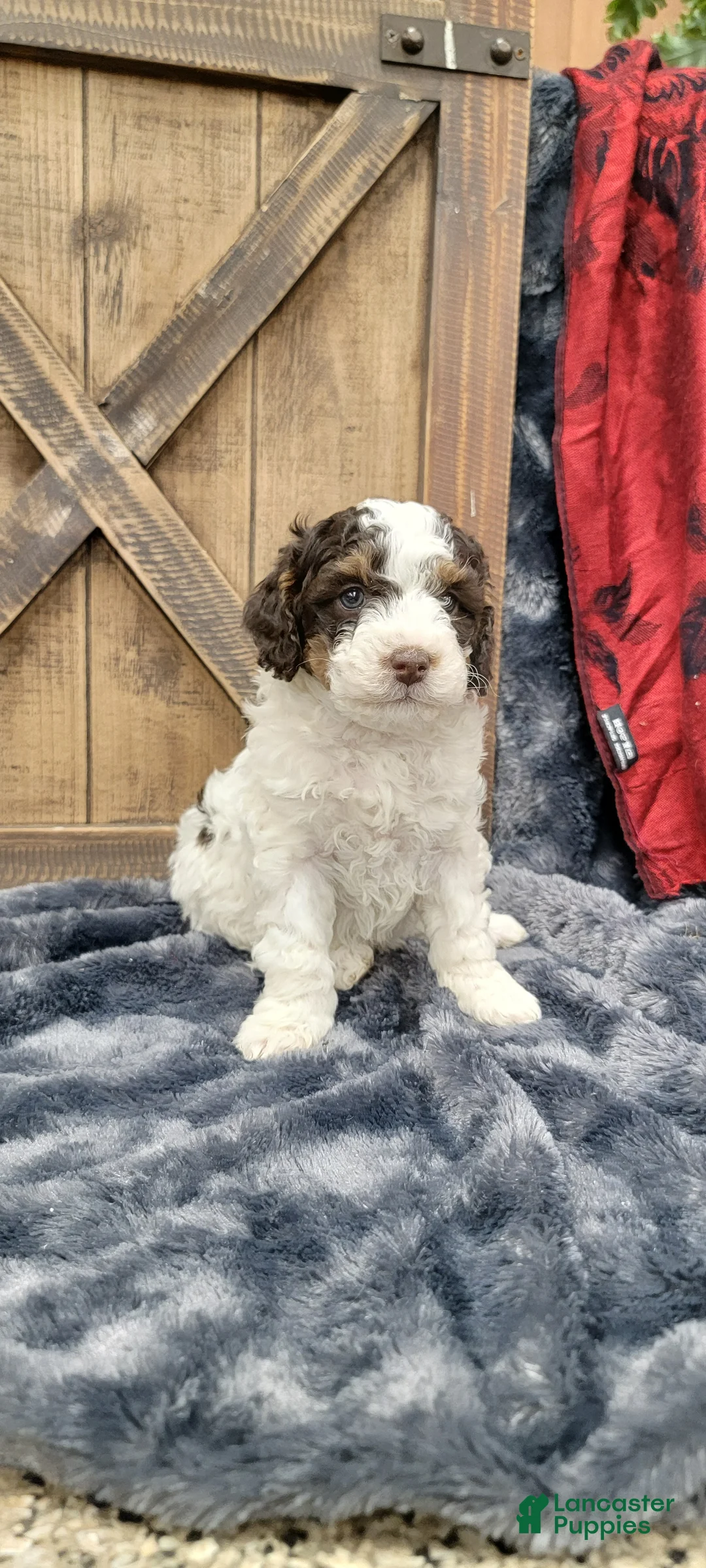 Cockapoo dogs for sale: Sonny - Ad 9