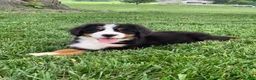 Bernese Mountain Dog dogs for sale: Forrest - Ad 3