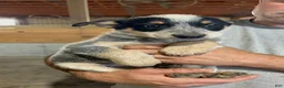Australian Cattle Dog dogs for sale: Esther - Ad 6
