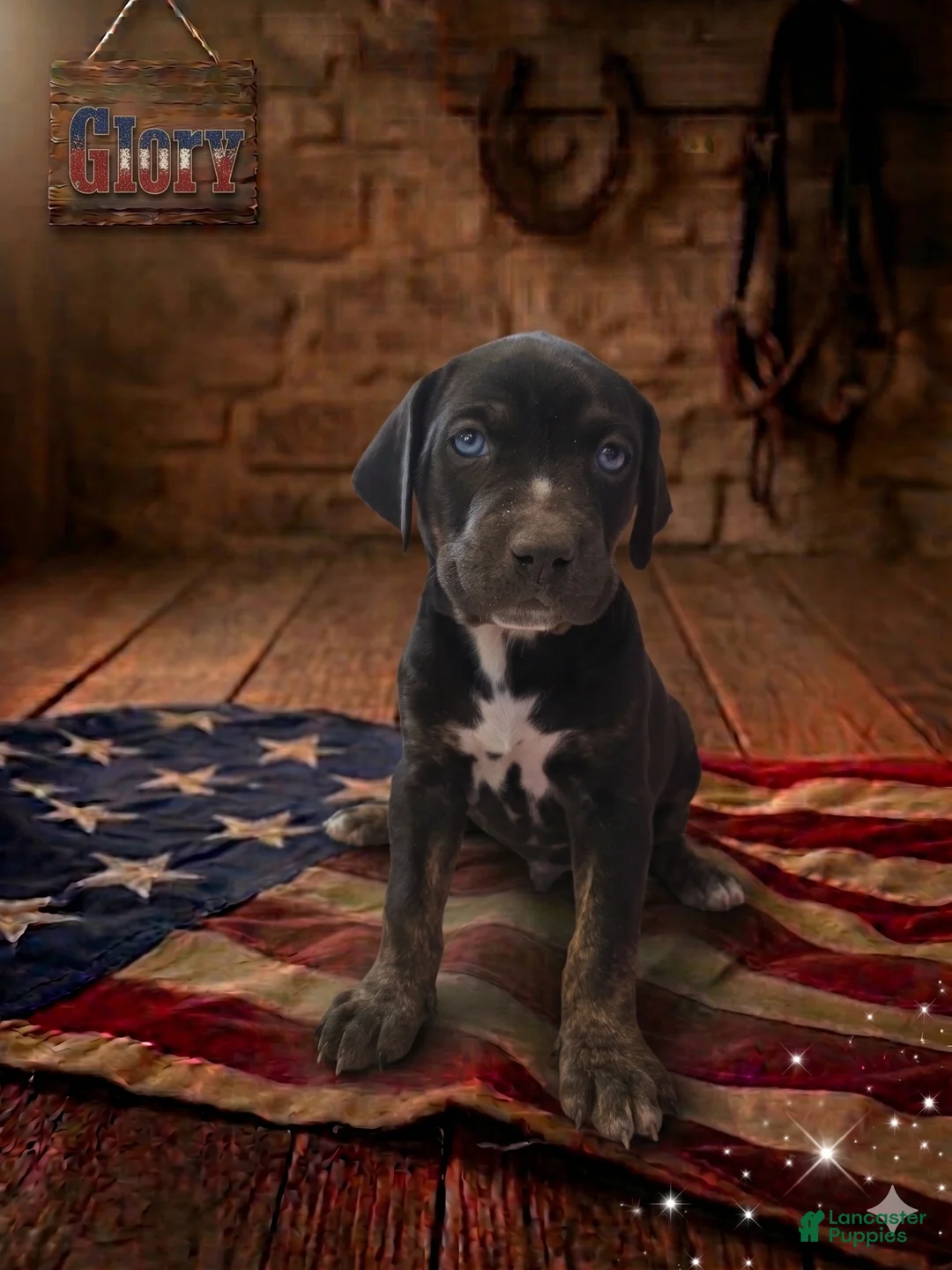 Catahoula Leopard Dog dogs for sale: Glory - Ad 1