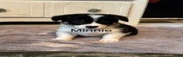 American Corgi dogs for sale: Minnie - Ad 1