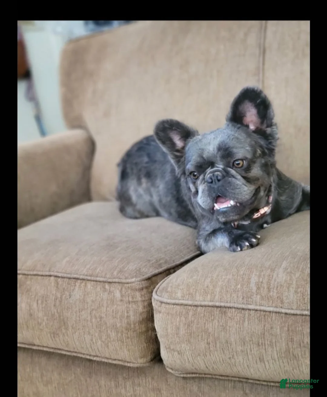 French Bulldog dogs for sale: Gizmo - Ad 5