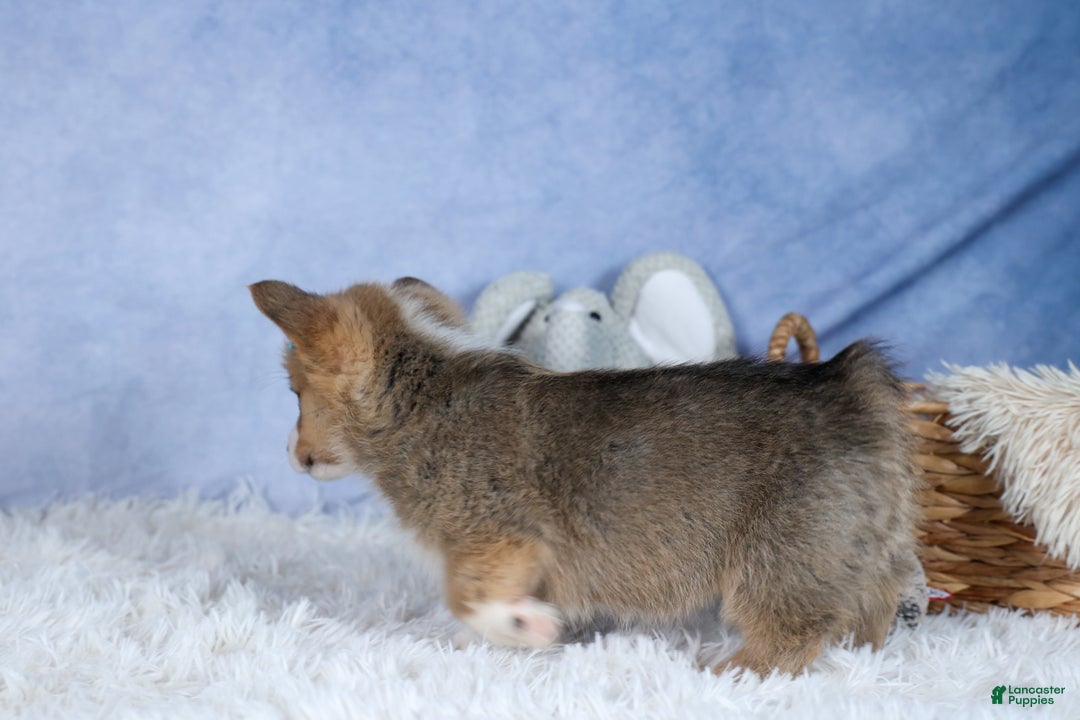 Welsh Corgi Pembroke dogs for sale: Ace - Ad 14