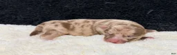 Chihuahua dogs for sale: Chihuahua 3 - Ad 5