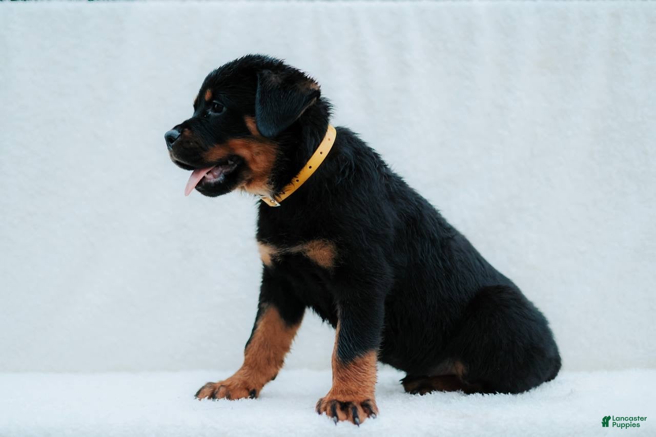 Rottweiler dogs Rottweiler 1 - Ad 1
