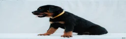 Rottweiler dogs for sale: Rottweiler 1 - Ad 1