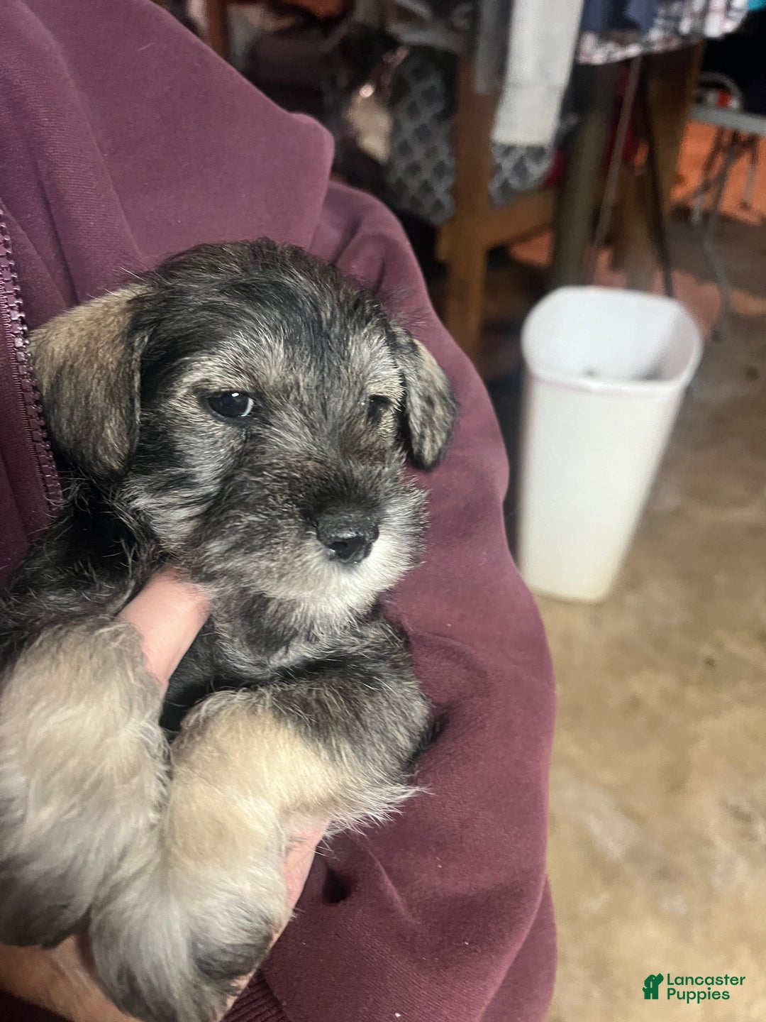 Miniature Schnauzer dogs for sale: Tom  - Ad 9