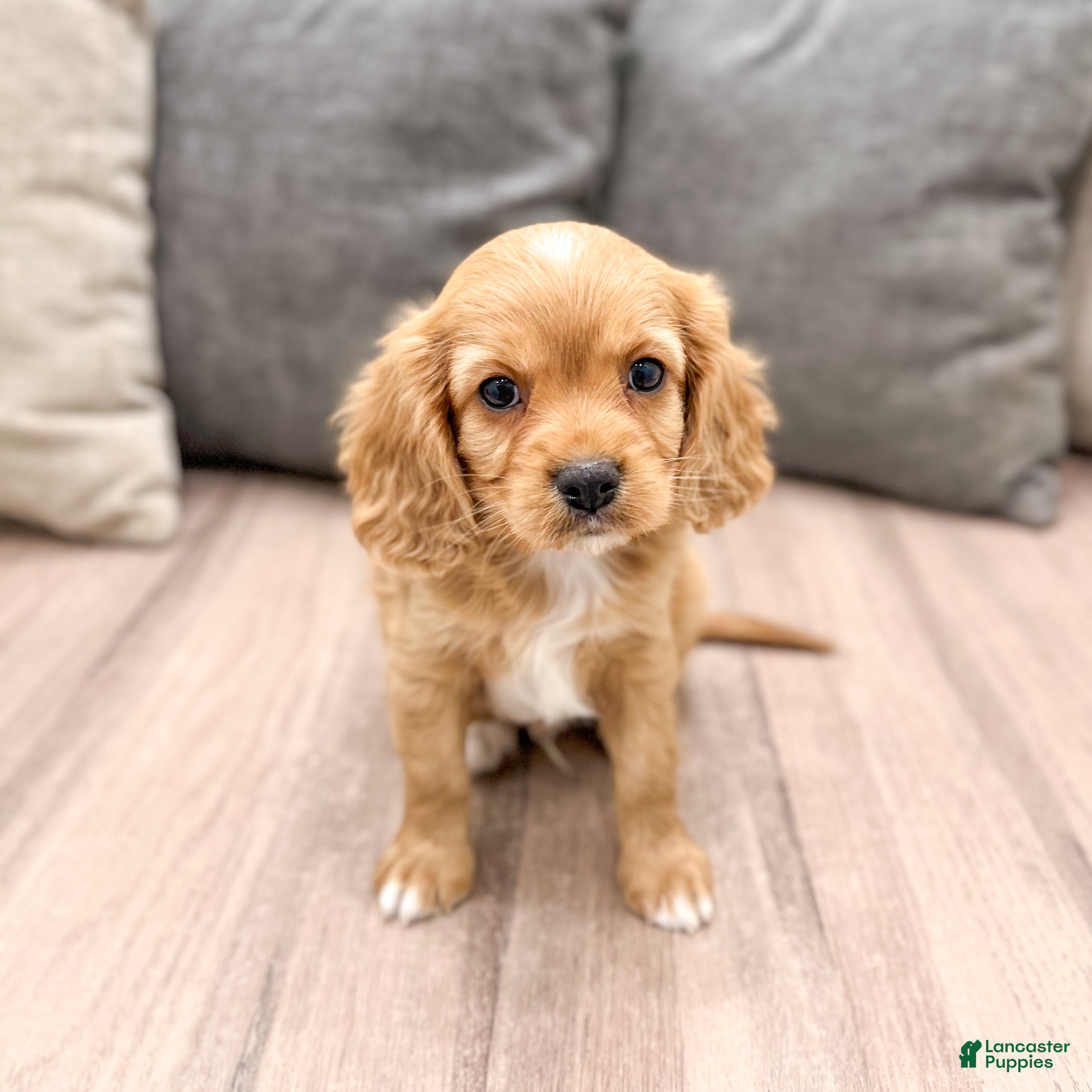 Cavapoo dogs Diesel - Ad 1