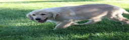 Golden Retriever dogs for sale: TRAINED Ben the Golden Retriever Puppy  - Ad 11