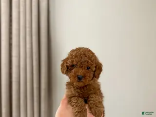 Mini Goldendoodle dogs Maple - Ad 13
