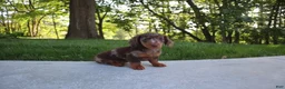 Dachshund dogs for sale: Chase - Ad 3