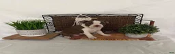 Boston Terrier dogs for sale: Dora - Ad 14
