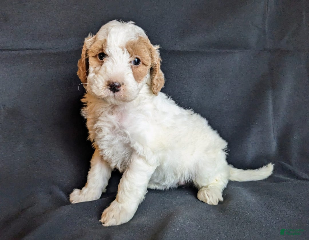 Mini Goldendoodle dogs for sale: Daisy F1B - Ad 1