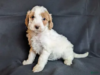 Mini Goldendoodle dogs Daisy F1B - Ad 15
