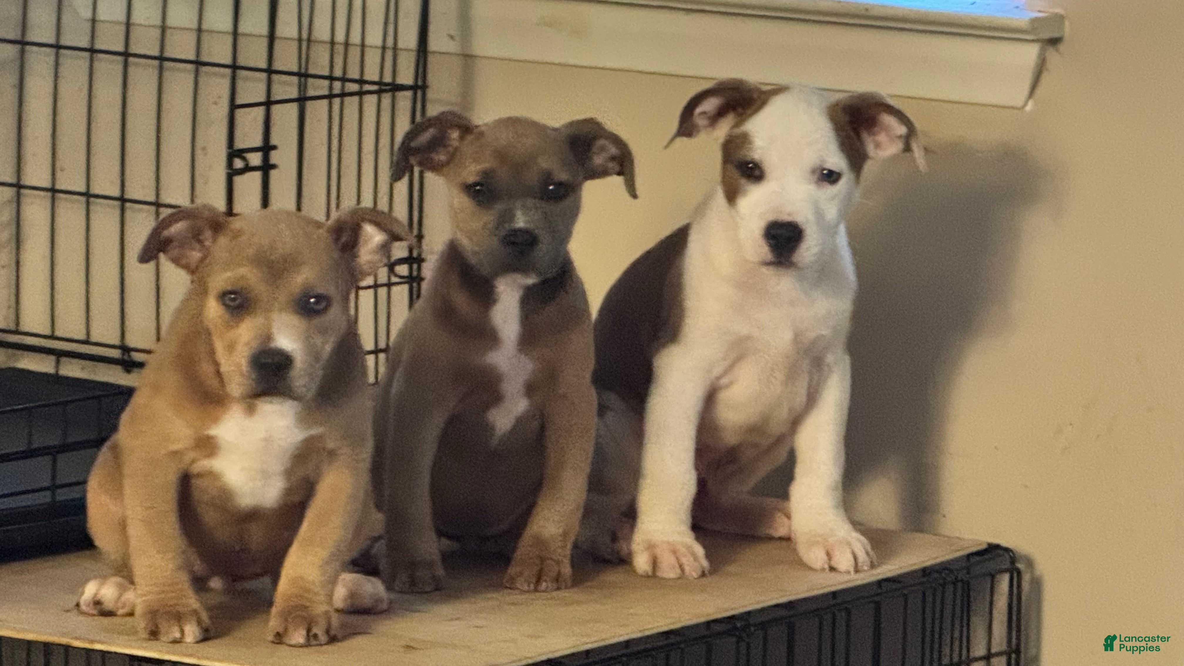 American Bully dogs American Bully Puppy 3 (Rex) - Ad 12