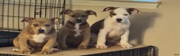 American Bully dogs for sale: American Bully Puppy 3 (Rex) - Ad 2