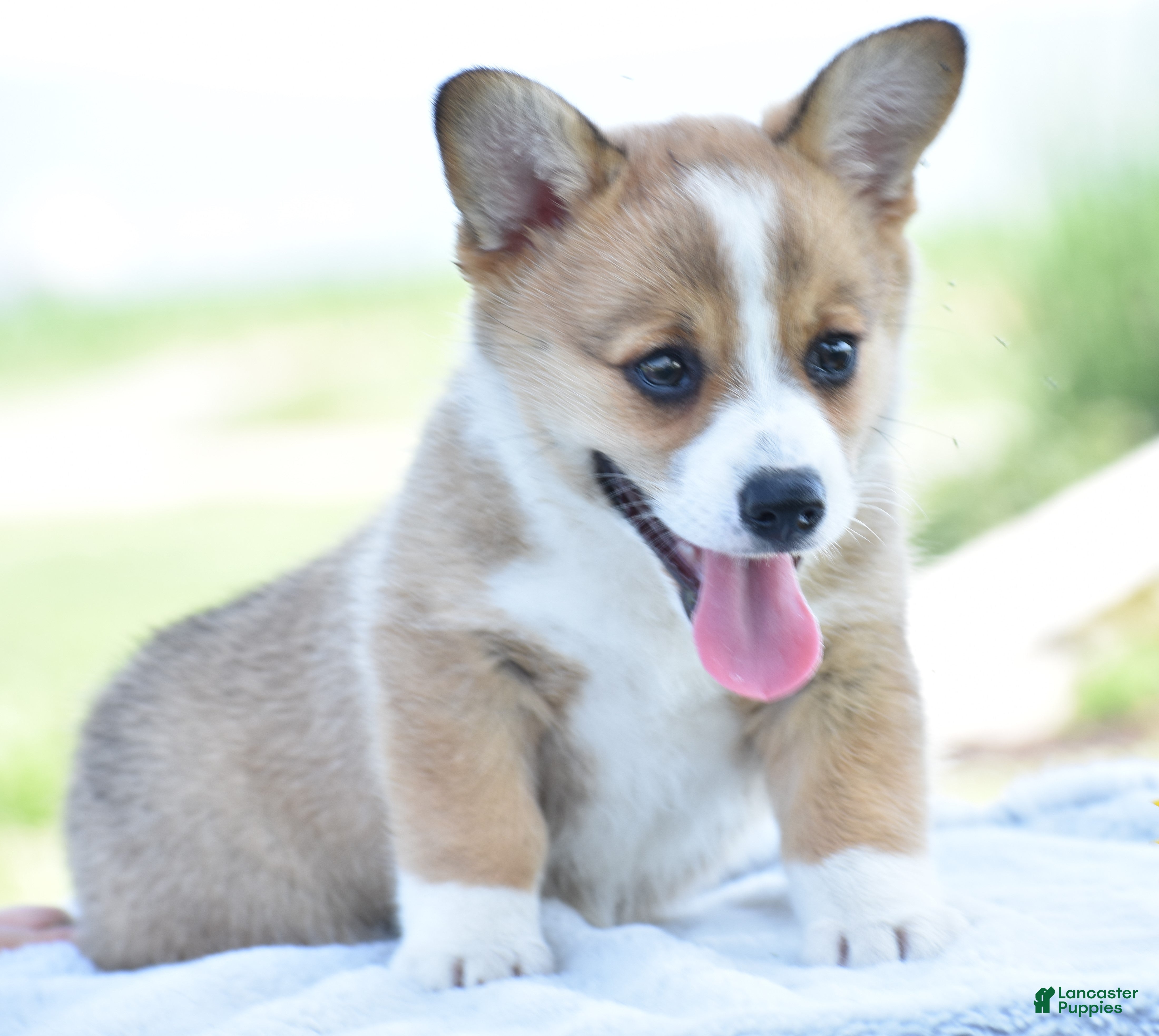 Welsh Corgi Pembroke dogs Carli - Ad 1