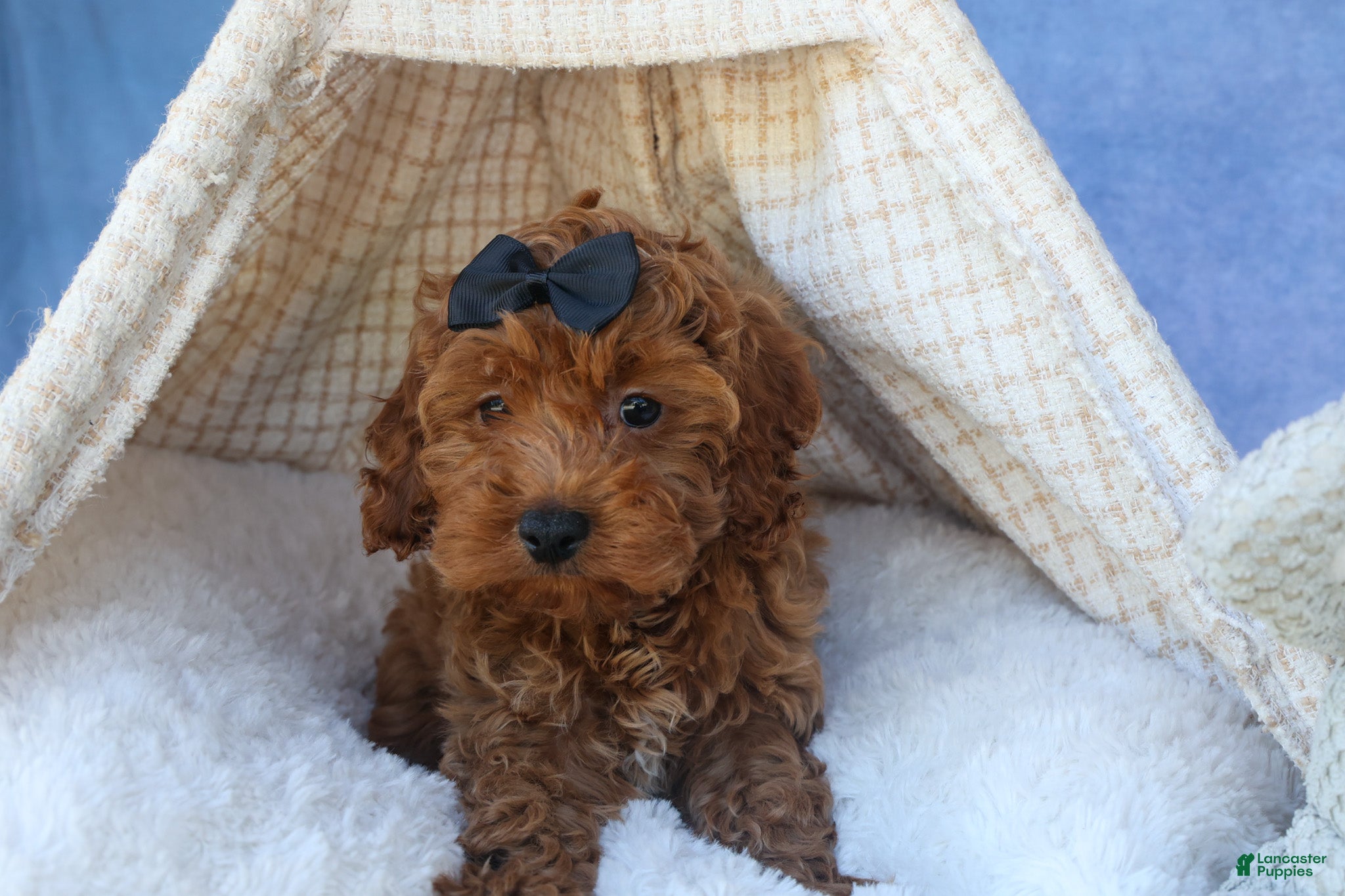 Cavapoo dogs for sale: ROMEO - Ad 7