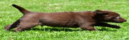 Labrador Retriever dogs for sale: Travis - Ad 10