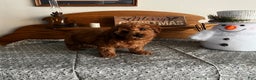Toy Poodle dogs for sale: Justin - Ad 5