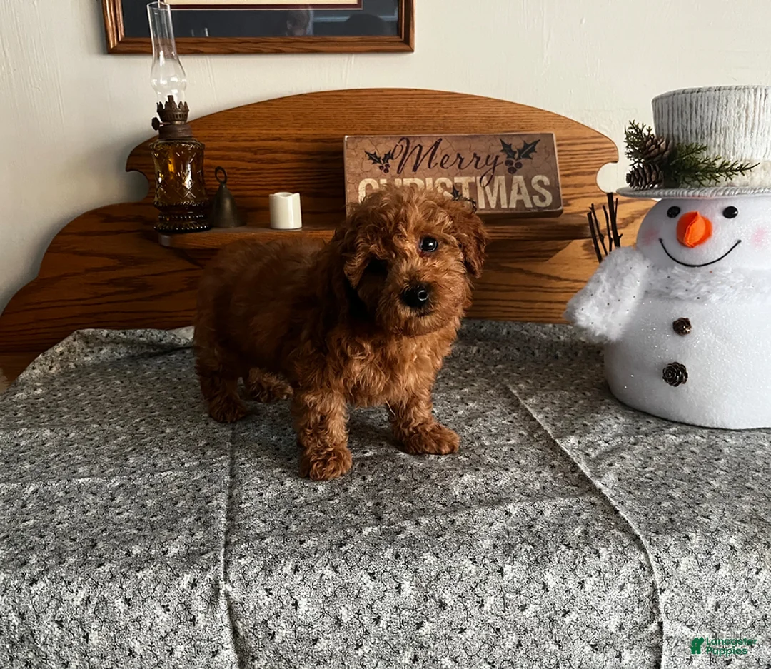 Toy Poodle dogs for sale: Justin - Ad 5