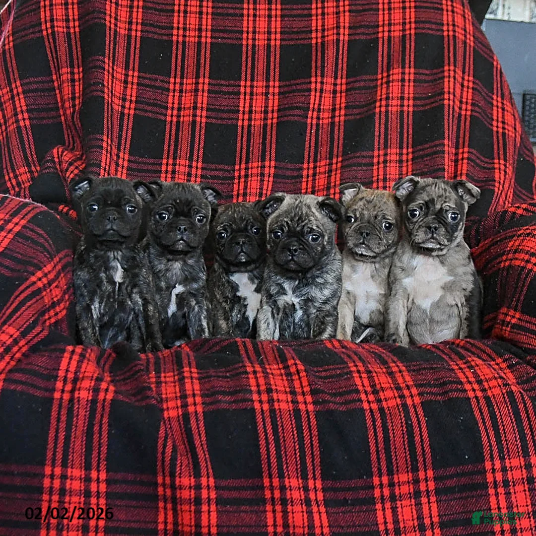 Mixed Breed dogs for sale: Astro - Ad 3