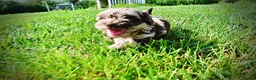 Havapoo dogs for sale: Heavenly - Ad 20