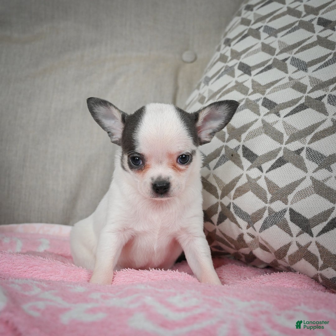 Chihuahua dogs for sale: Jake - Ad 6