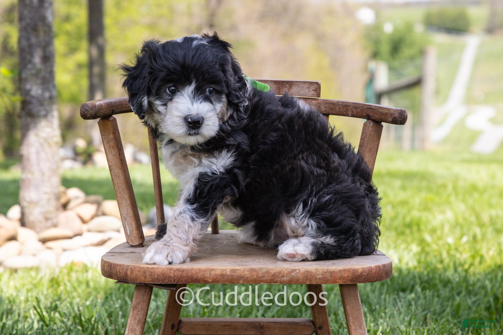 Mini Sheepadoodle dogs Dahlia - Ad 1