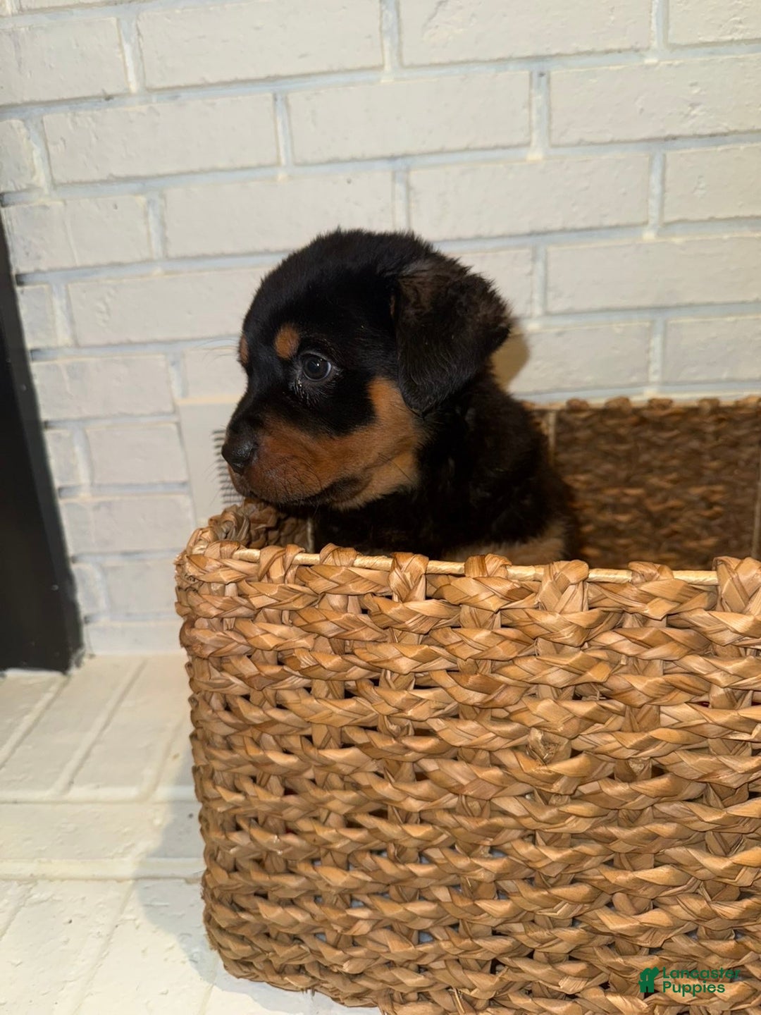 Rottweiler dogs for sale: Rottweiler Puppy 1 - Ad 2