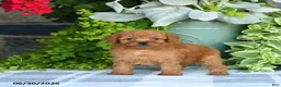 Mini Goldendoodle dogs for sale: Krista - Ad 5
