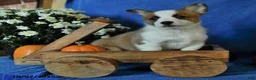 Welsh Corgi Pembroke dogs for sale: Keller - Ad 3
