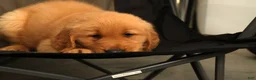 Golden Retriever dogs for sale: Tyler - Ad 7