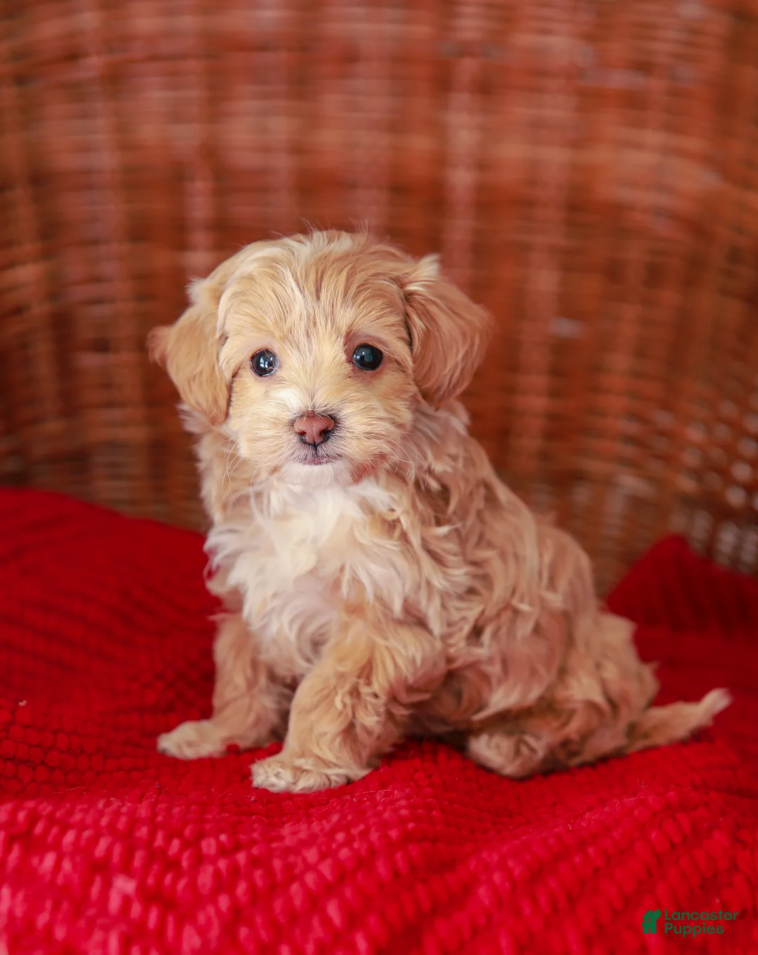 Maltipoo dogs for sale: Stanley - Ad 3
